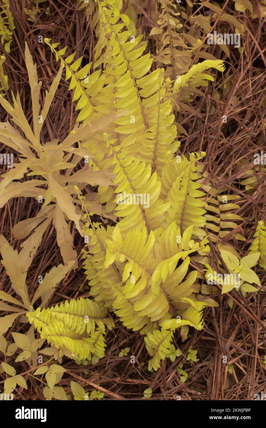 infrared image of the wild Nephrolepis exaltata fern Stock Photo