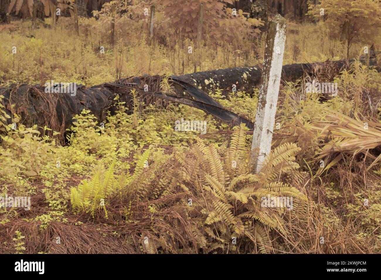 infrared image of the wild Nephrolepis exaltata fern Stock Photo