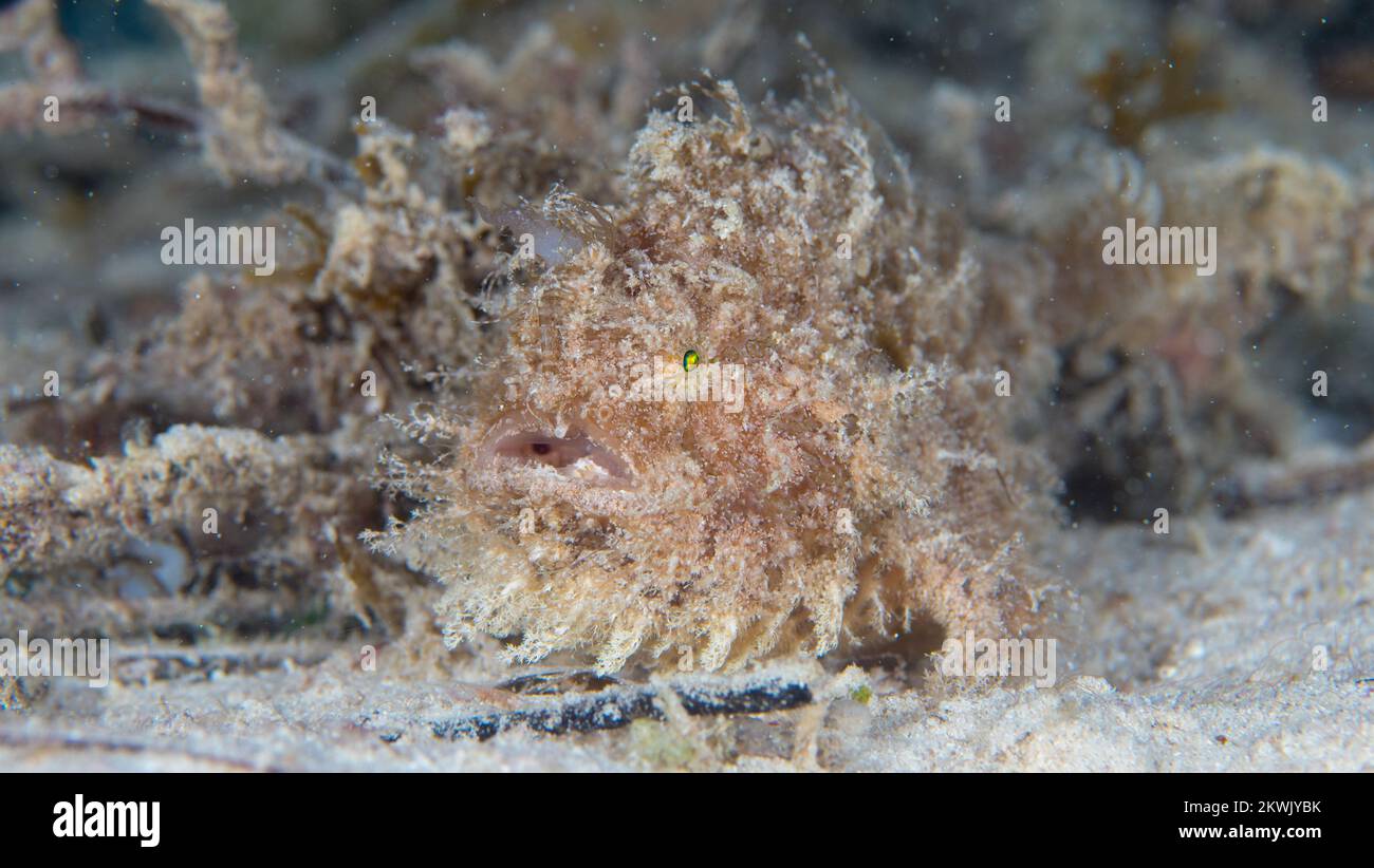 Shaggy frogfish camouflaging incredibly well with its surroundings at