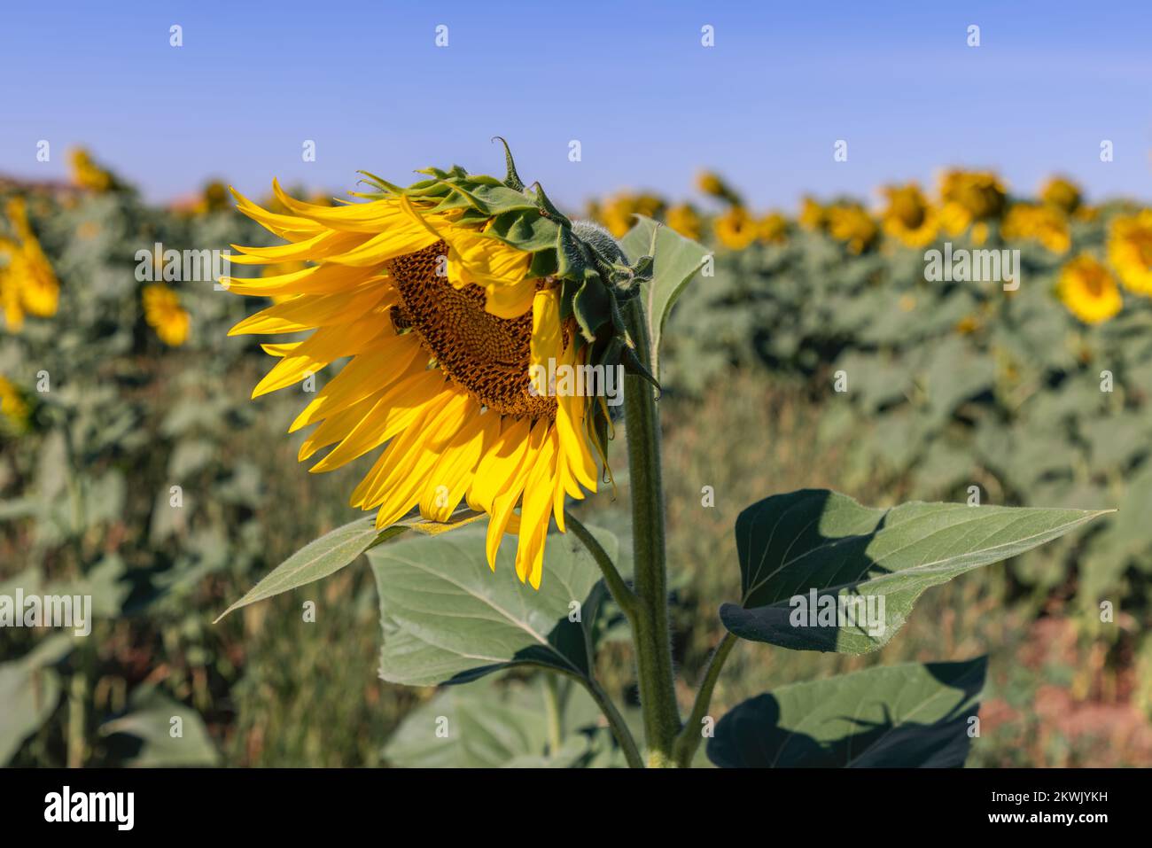 Awakening bright yellow sunflower (Helianthus annuus) with a bee which feeds on nectar and pollen on florets, big sunflower field in the early summer Stock Photo