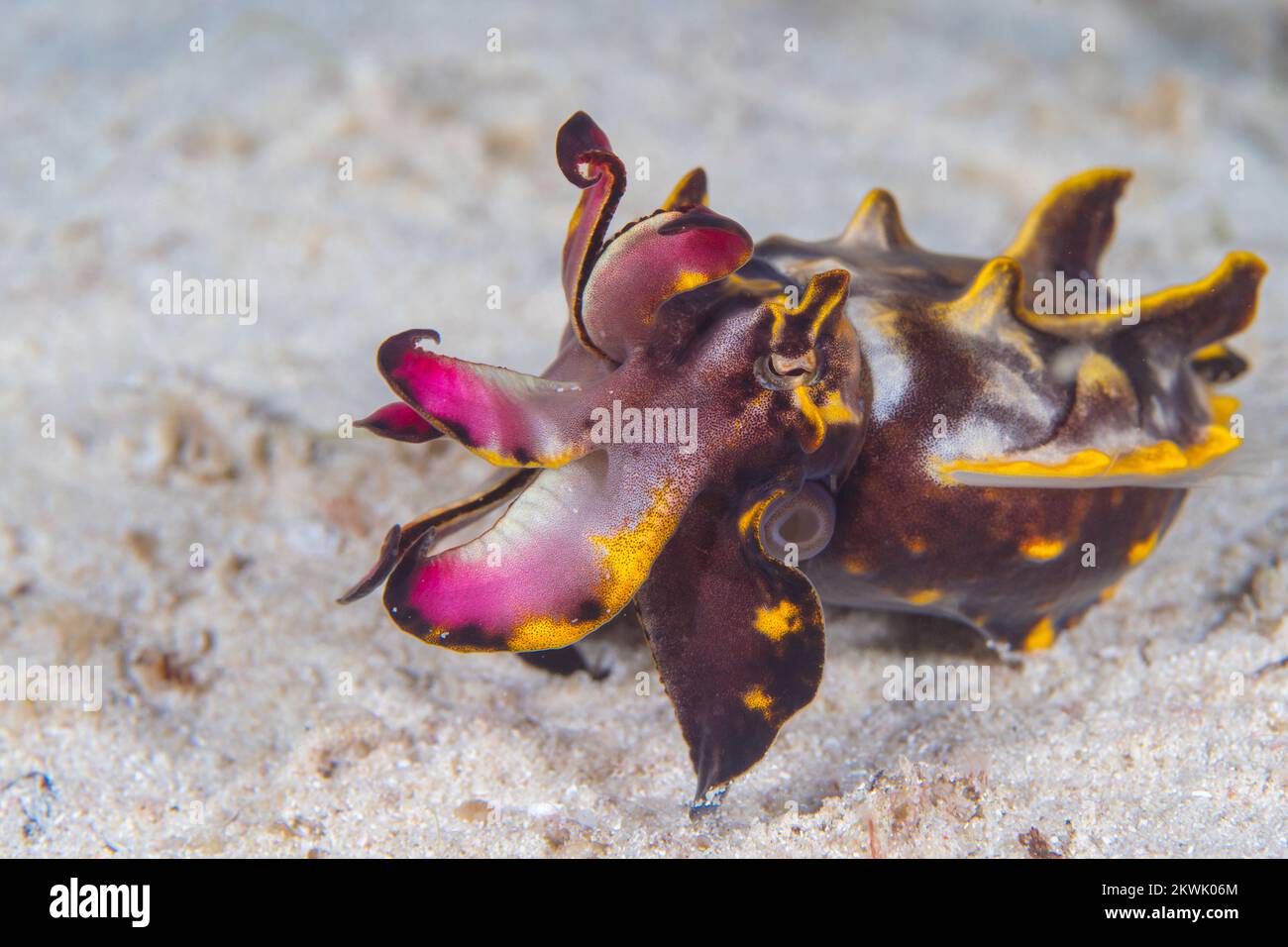 Flamboyant cuttlefish crawling a long coral reef in the Indo Pacific ...