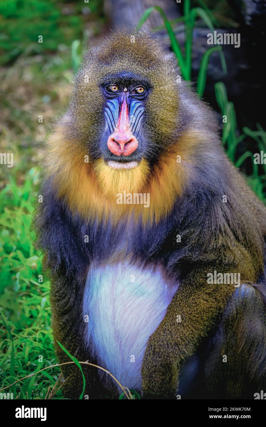 Lovely Mandril primate monkey resting, shy eyes, Congo, Africa Equatorial Stock Photo