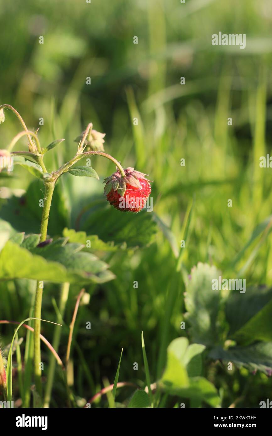 Cute strawberry plant growing in the sunny vegetable garden Stock Photo ...