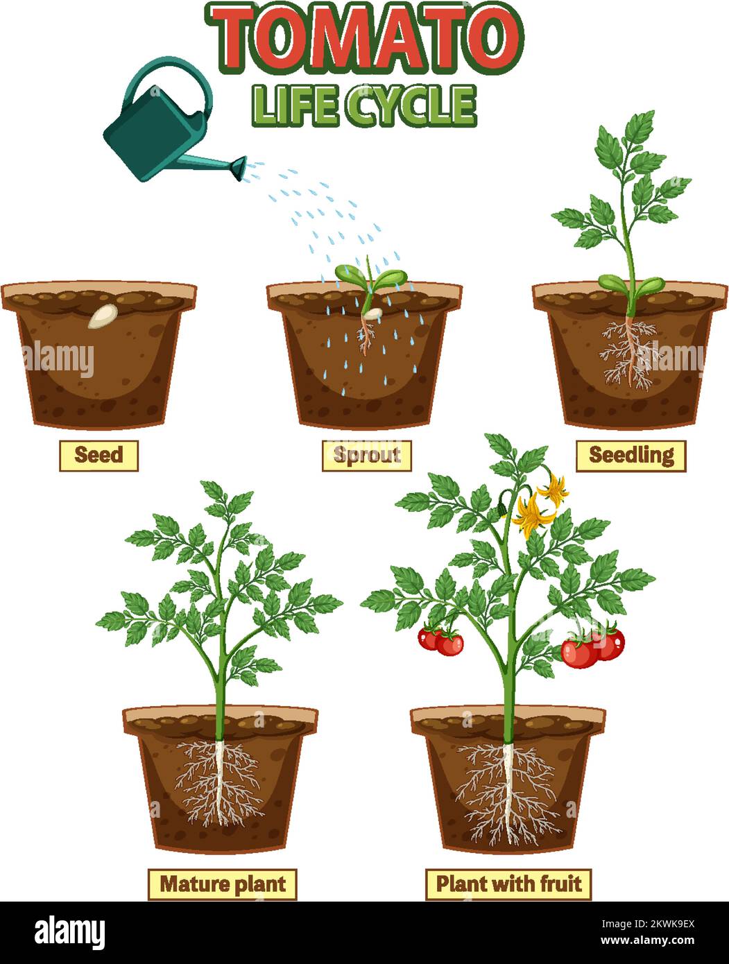 Life cycle of tomato plant diagram illustration Stock Vector Image