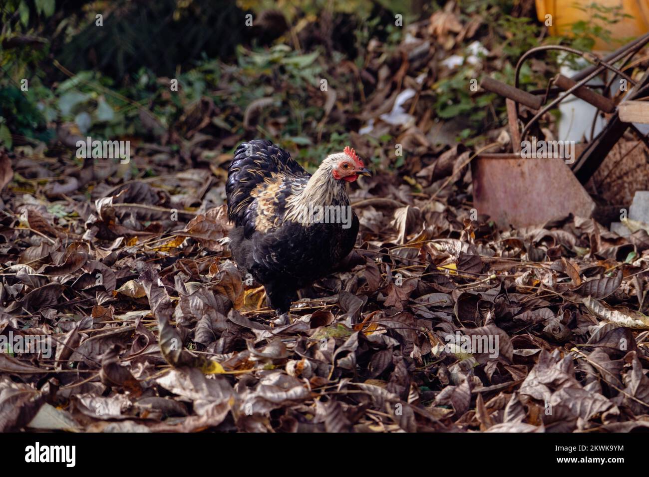 Feeds chickens poultry farm on hi-res stock photography and images - Alamy