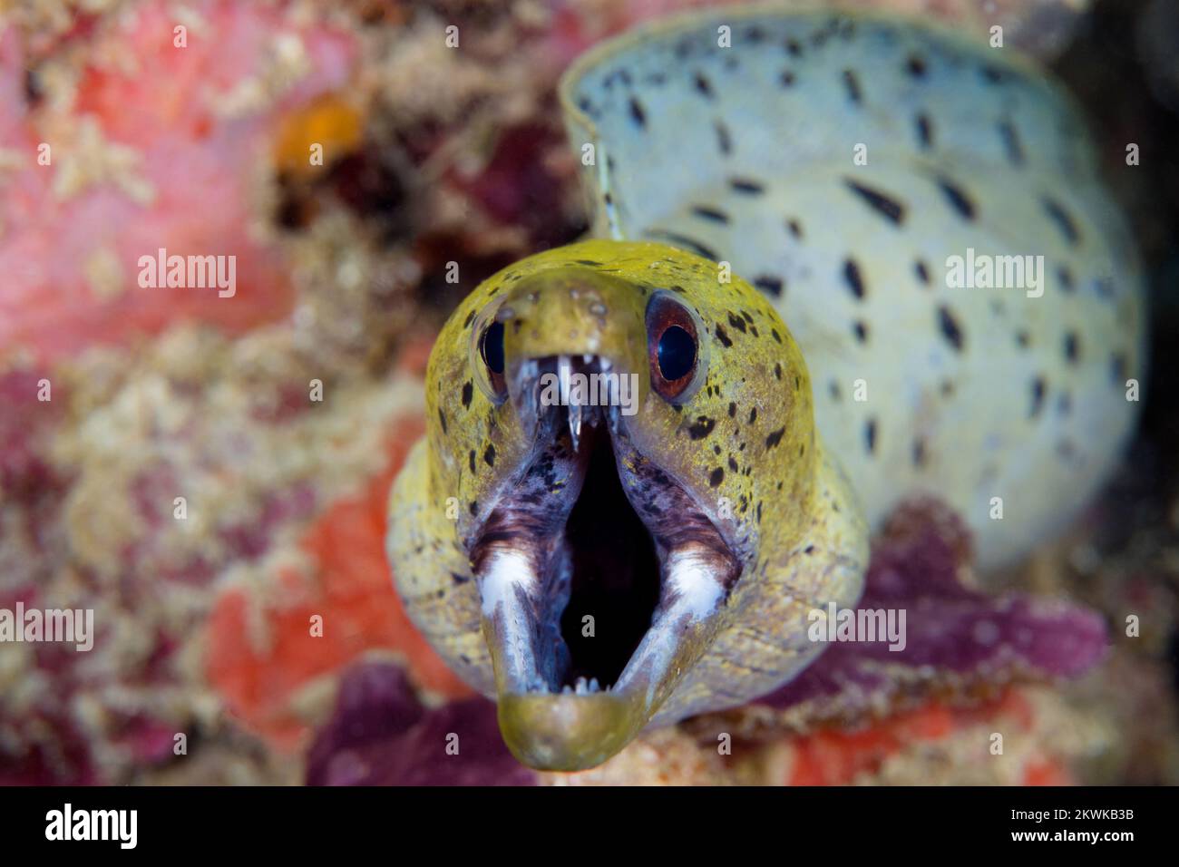 Spot face moray eel showing off its teeth on coarl reef Stock Photo Alamy