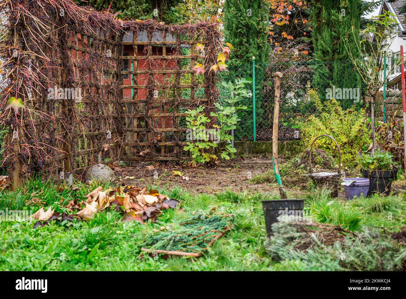 Autumn and winter gardening - natural privacy screen made of wild grapes  (Parthenocissus quinquefolia) Stock Photo