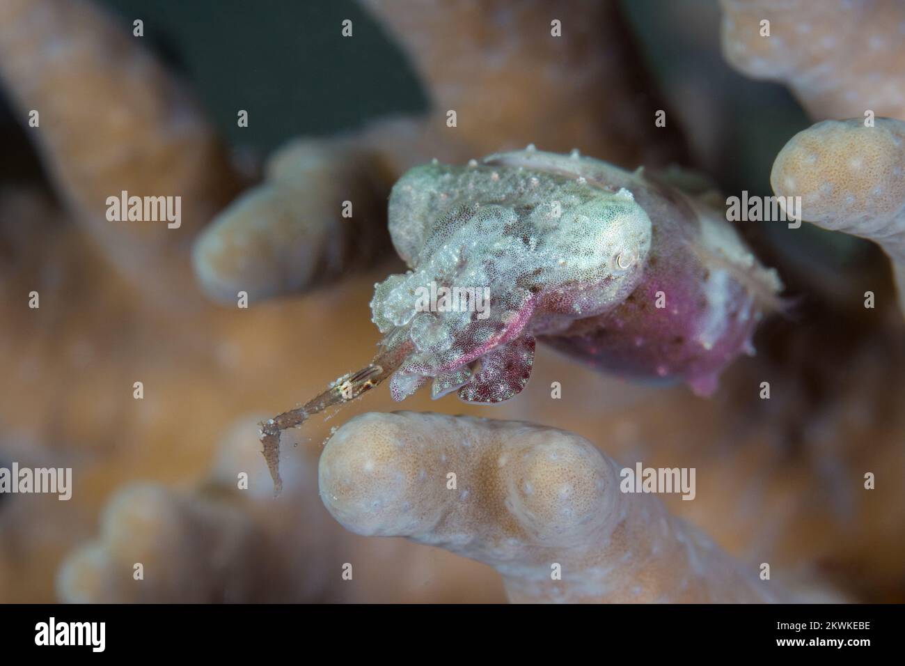 Beautiful cuttlefish changing the texture of its skin to camouflage on ...