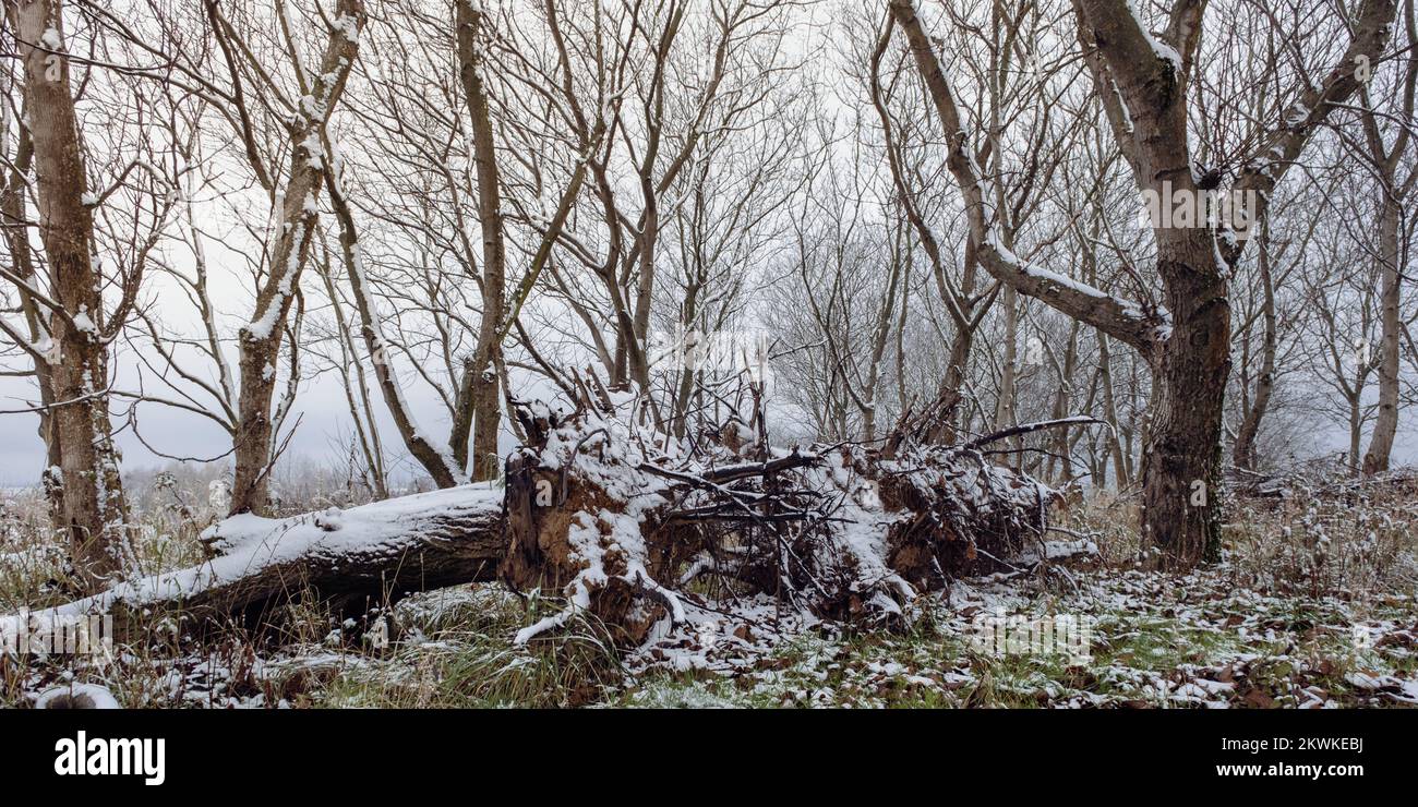 Tree roots and branches in a rare forest among the first snow. Cold ...