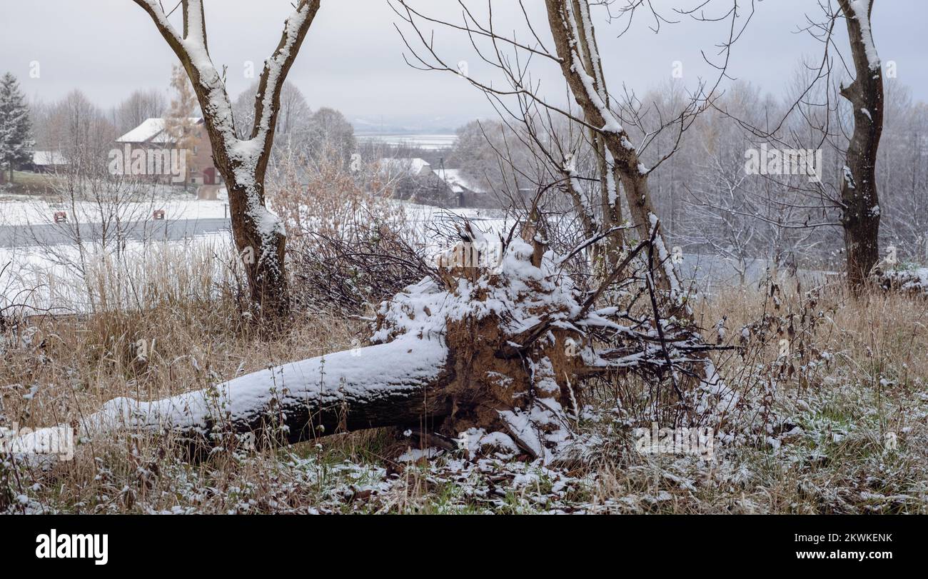 Tree roots and branches in a rare forest among the first snow. Cold ...