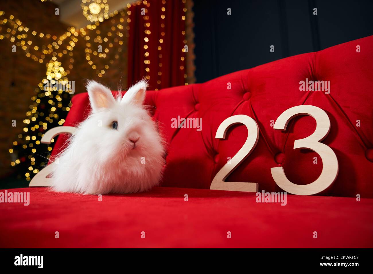 Front view of lovely, furry, white rabbit sitting on red sofa, looking. Animal, symbol of new year 2023 having photoshoot in decorated studio. Concept of new year and christmas. Stock Photo