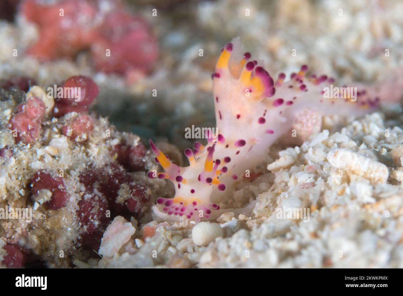 Colorful nudibranch sea slug crawling above coral reef in the Indo ...