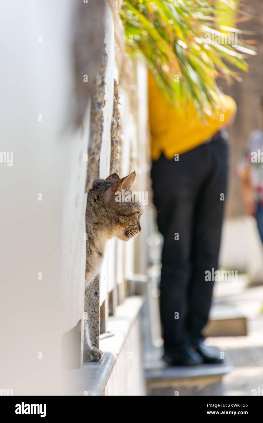 Cute cat in the street Stock Photo - Alamy