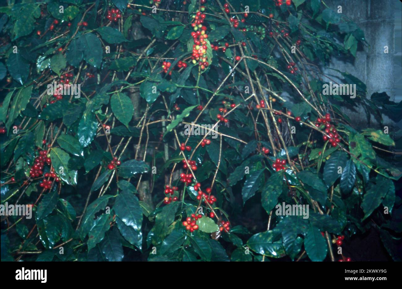 Yercaud is Hill Station in Salem District of Tamil Nadu, India. It is ...