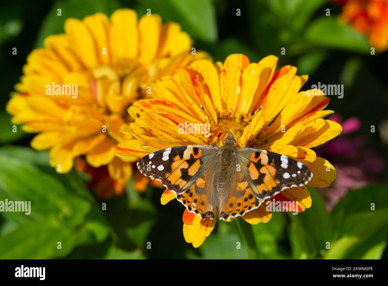 Monarch butterfly on top of a Zinnia flower Stock Photo - Alamy