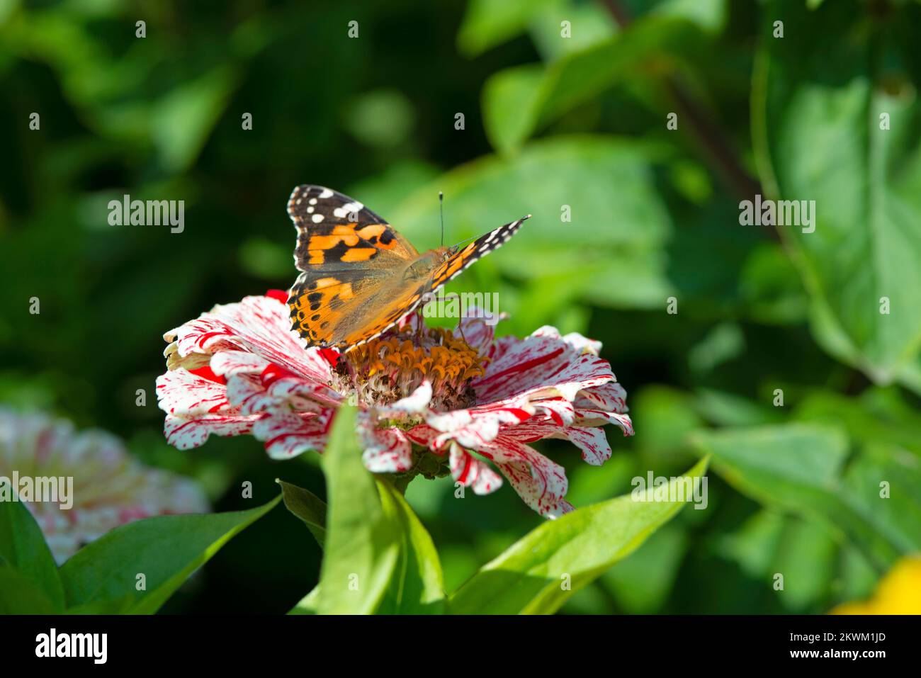 Monarch butterfly on top of a Zinnia flower Stock Photo - Alamy