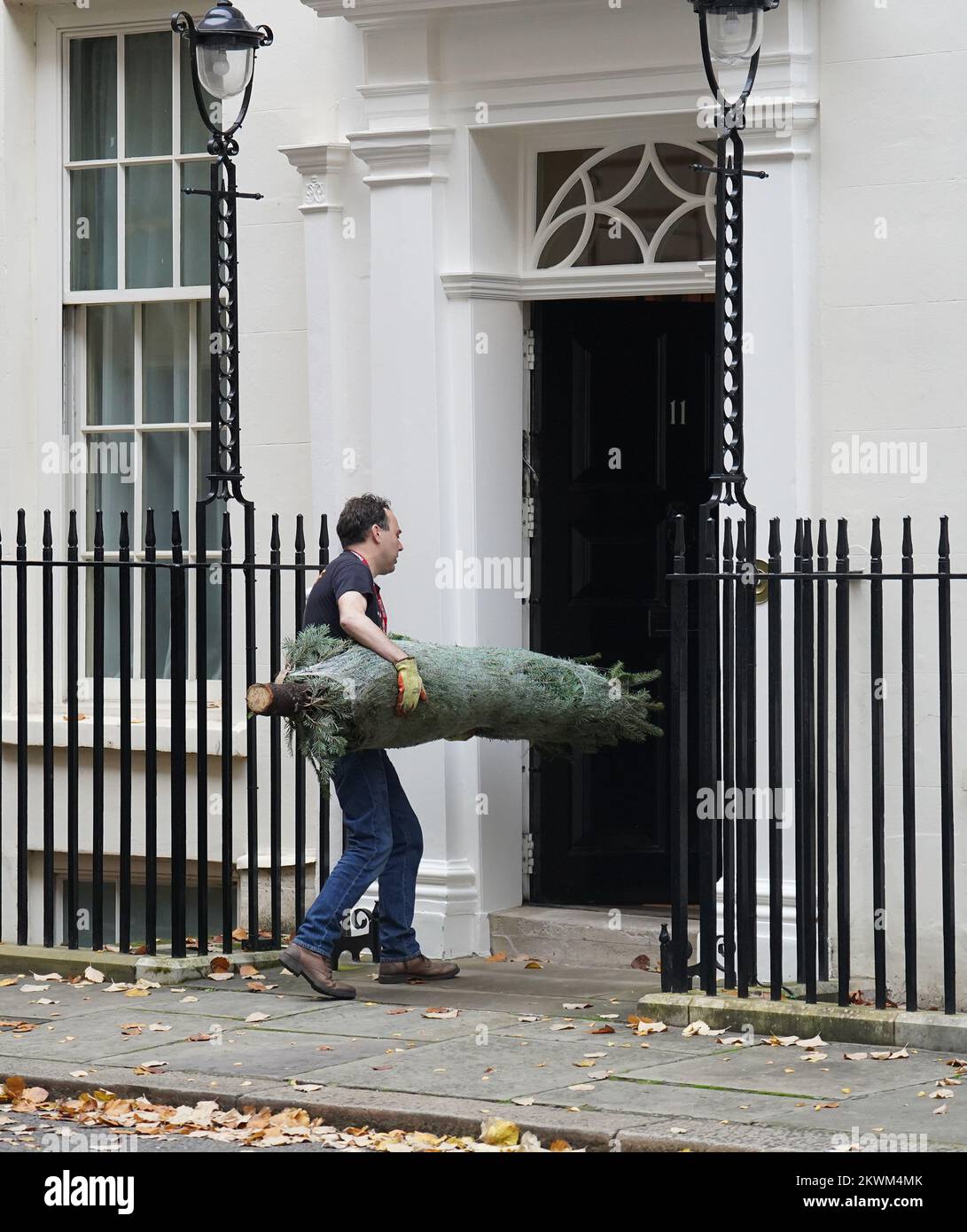 A christmas tree is carried into number 11 Downing St, London. Picture date: Wednesday November 30, 2022. Stock Photo