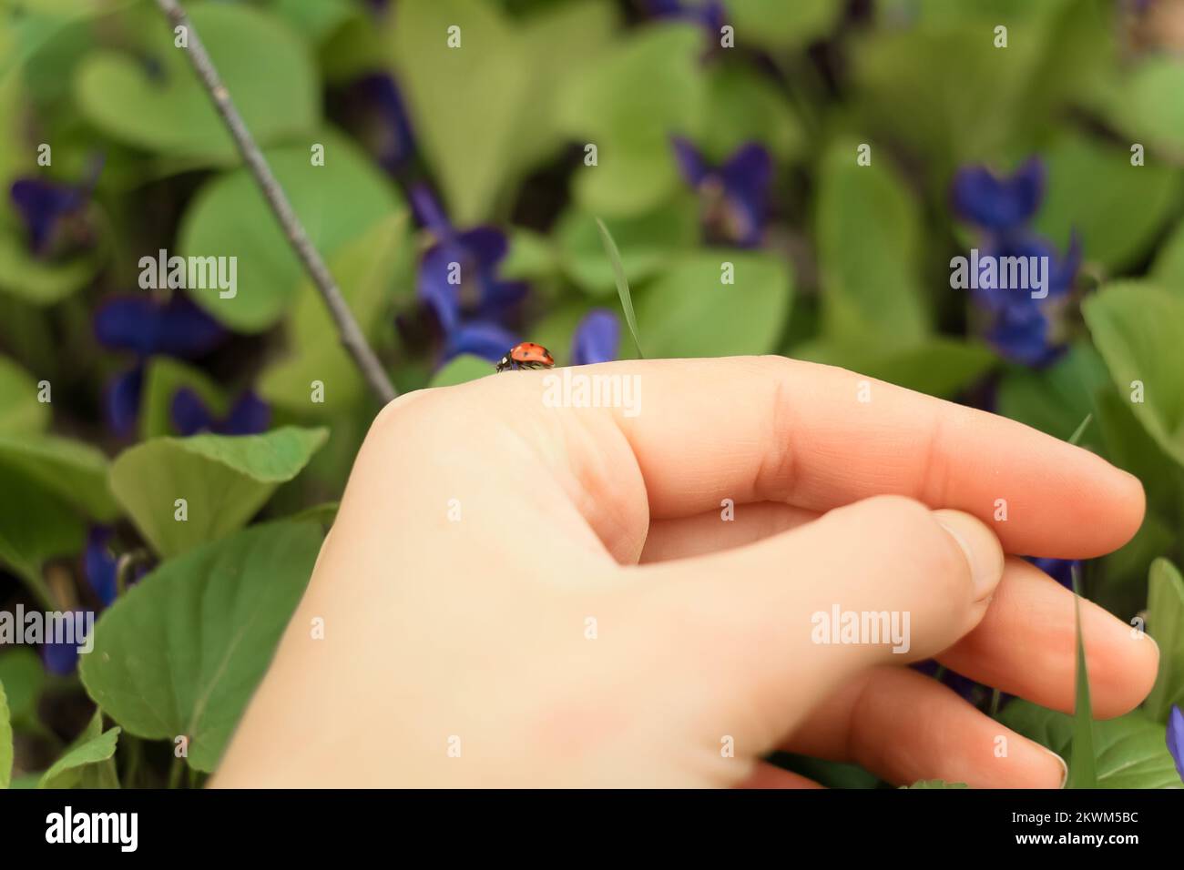 Close up ladybug on hand concept photo Stock Photo