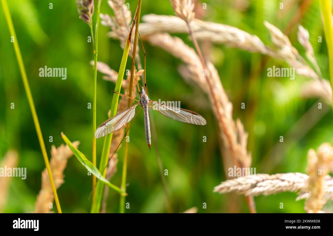 Marsh Crane fly (Tipula oleracea) of the family Tipulidae a brown European flying insect found in damp grassland during spring and summer, stock photo Stock Photo