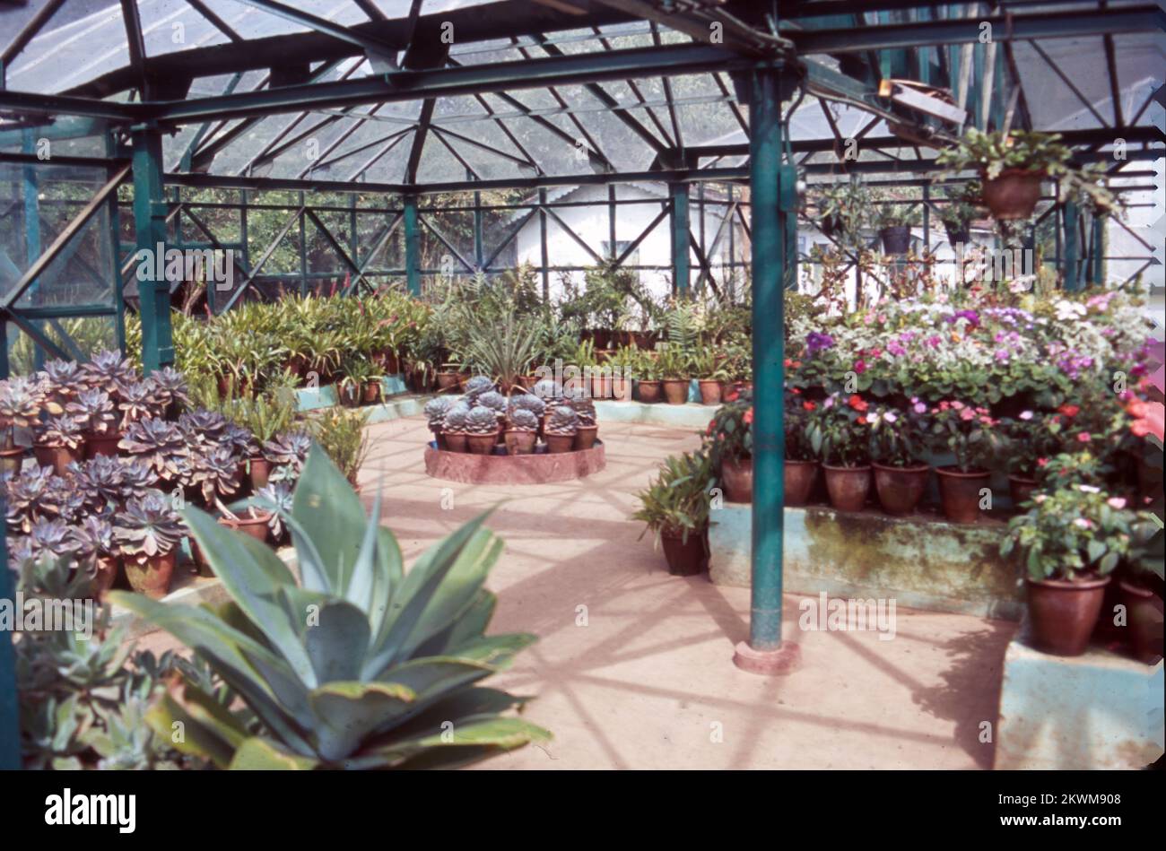 greenhouse, also called glasshouse, building designed for the