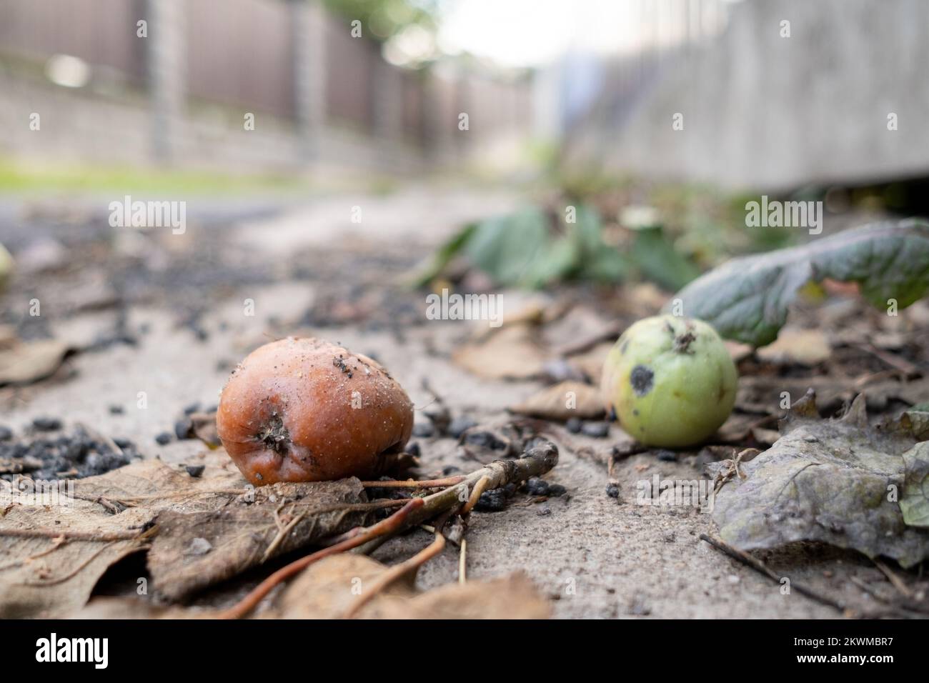Fallen rotten apple on the pavement. Bottom view. Stock Photo