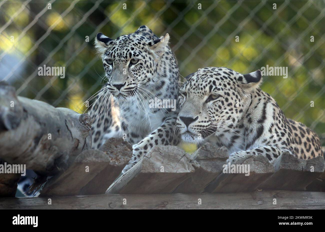 11.10.2012., Skopje, Macedonia ZOO in Skopje was founded in 1926 by a