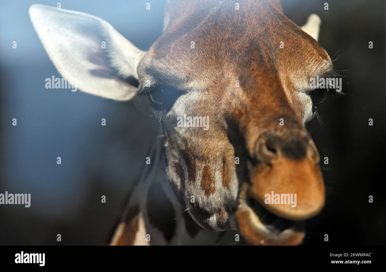 11.10.2012., Skopje, Macedonia ZOO in Skopje was founded in 1926 by a