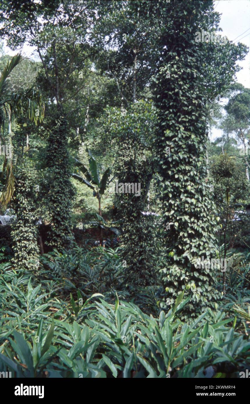Pepper or black gold has earned Kerala transnational fame. Pepper is ...