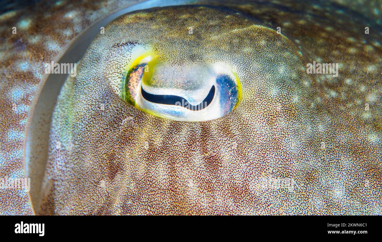 Pacific ocean camouflage coral reef cephalopod hi-res stock photography ...
