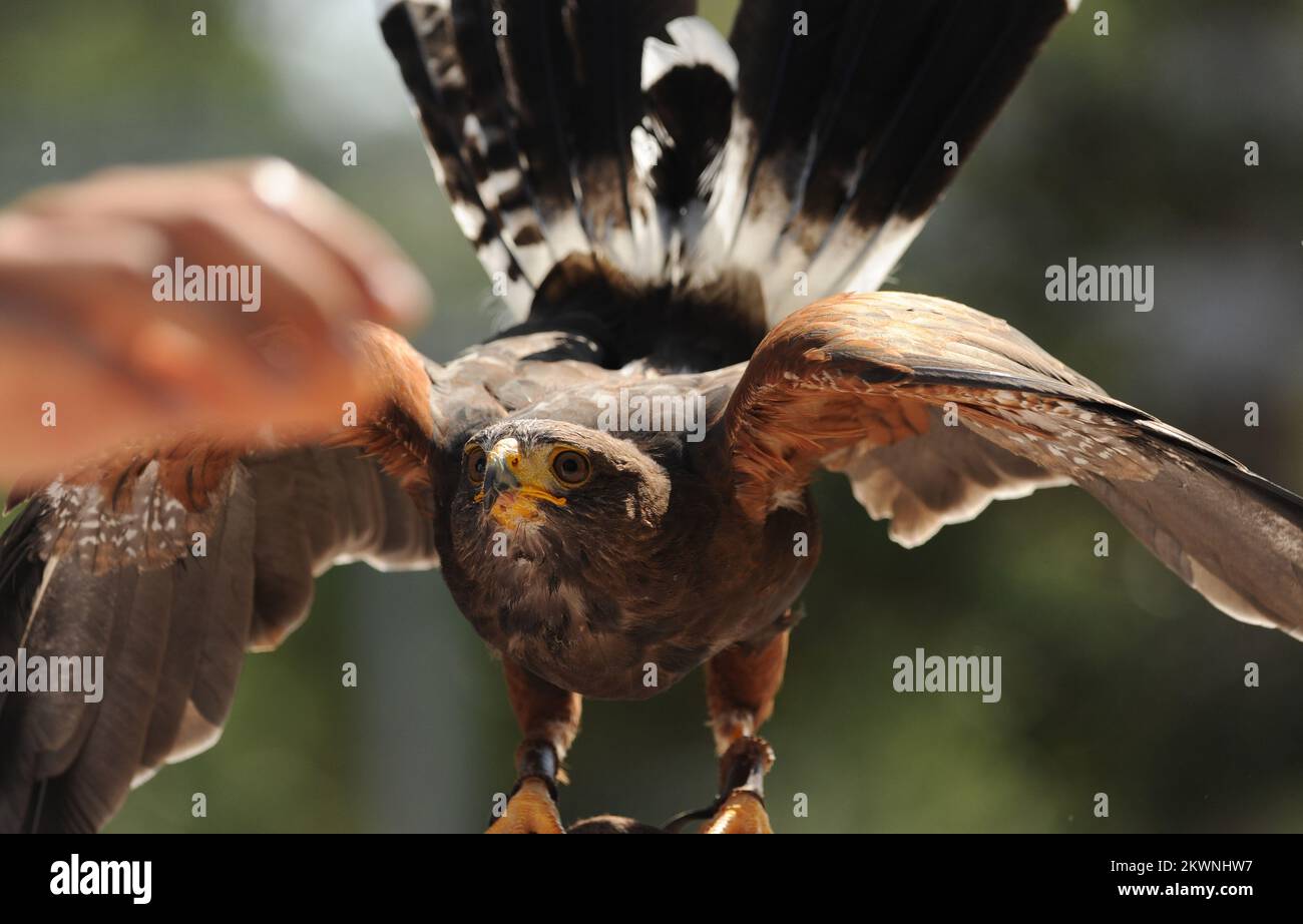 SKYHUNTERS IN FLIGHT: BIRDS OF PREY DEMONSTRATION at