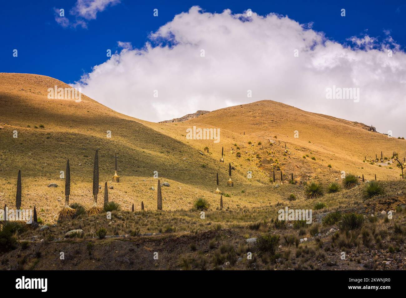 Puya de Raimondi Field and Valley of Carpa, Cordillera Blanca, Andes, Peru Stock Photo