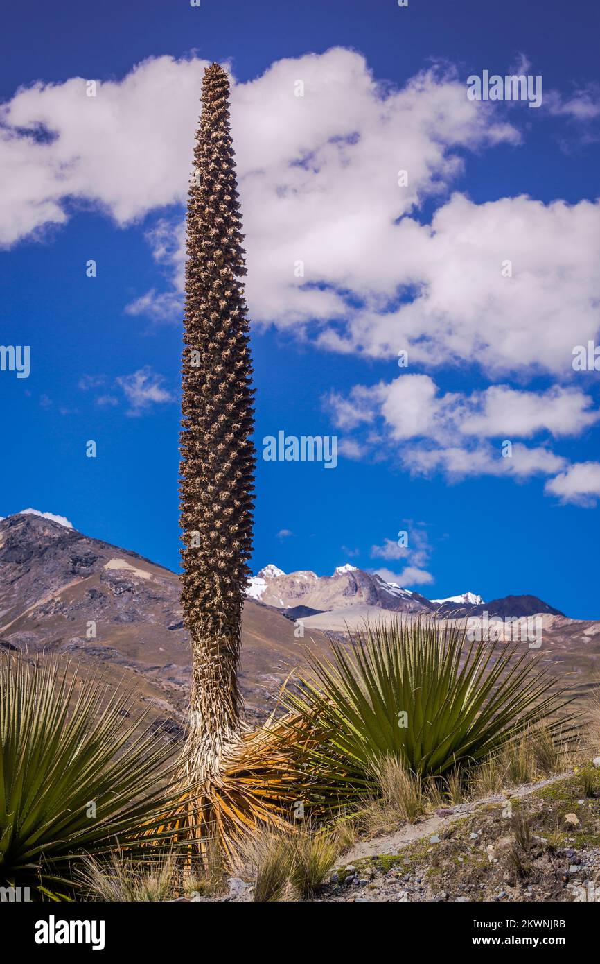 Puya de Raimondi Field and Valley of Carpa, Cordillera Blanca, Andes, Peru Stock Photo