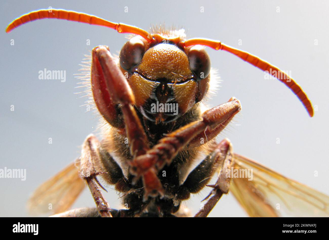 Bell hires stock photography and images Alamy