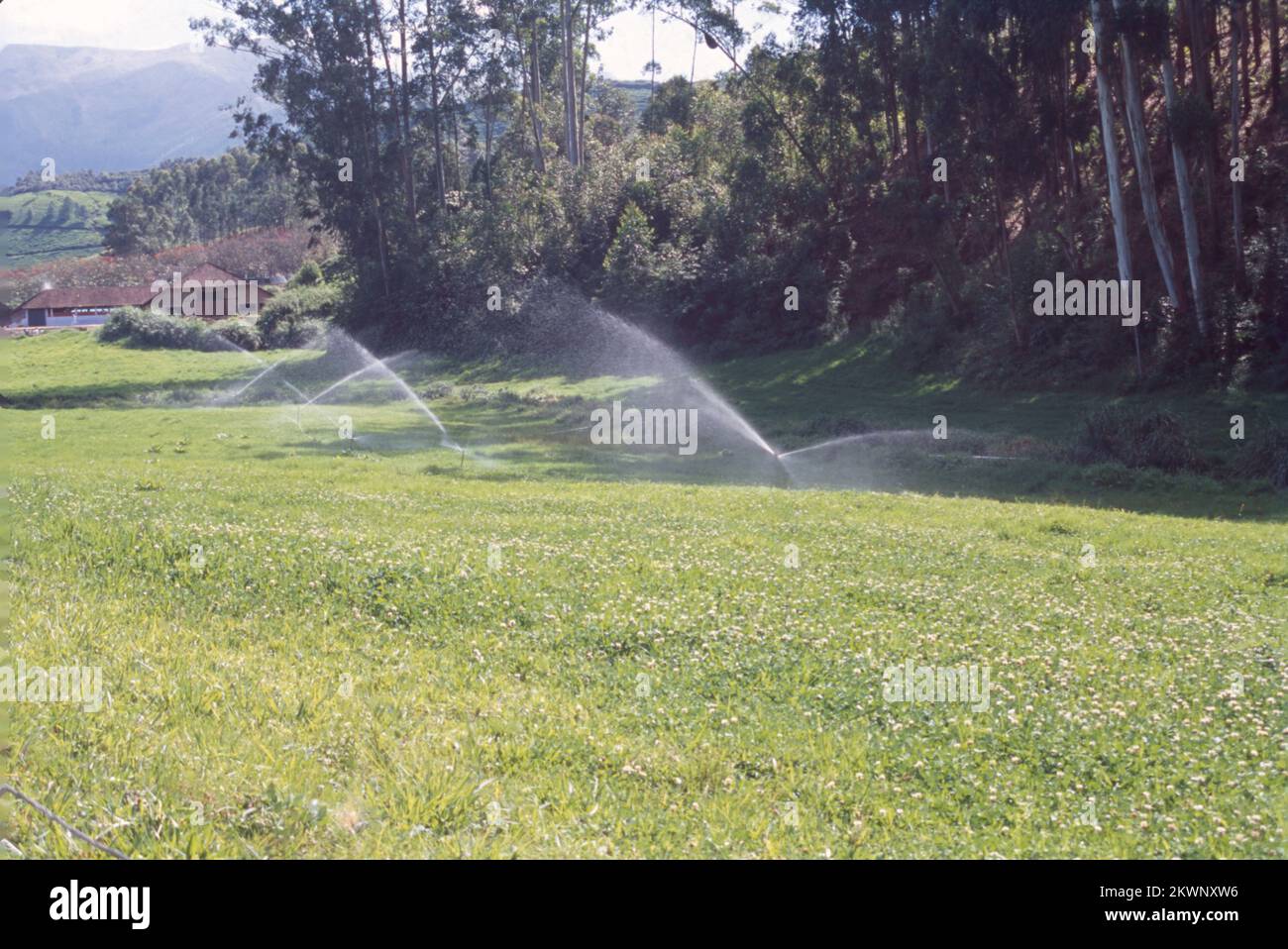 Water Sprinklers, Moonar, Kerala Stock Photo Alamy
