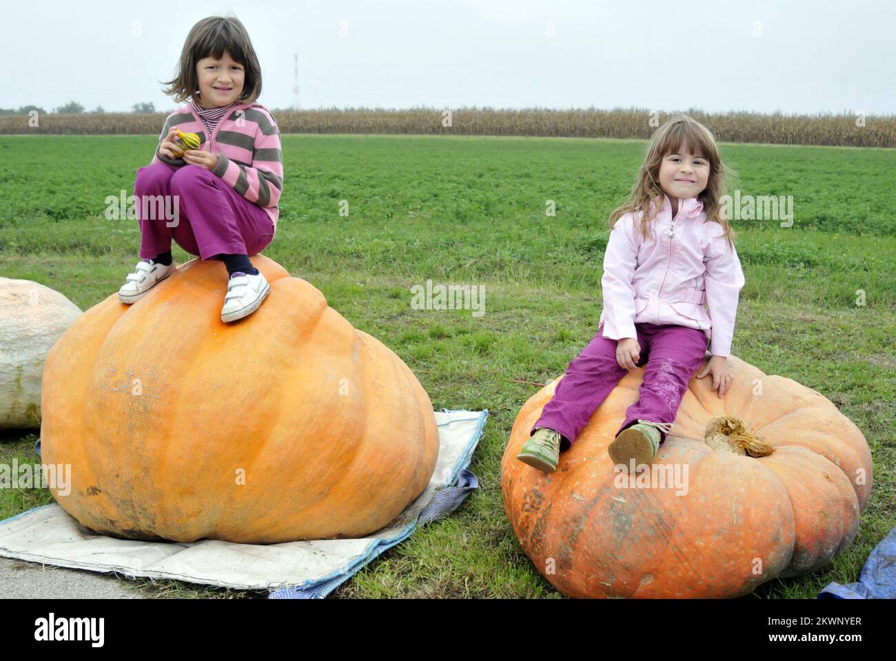 28.09.2013., Croatia, Tovarnik - Festival of fruit brandies, liqueurs and jams held a contest for the biggest pumpkin. Photo: Goran Ferbezar/PIXSELL Stock Photo