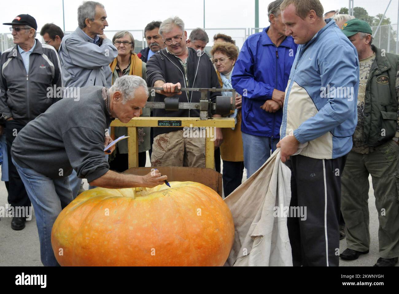 28.09.2013., Croatia, Tovarnik - Festival of fruit brandies, liqueurs and jams held a contest for the biggest pumpkin. Photo: Goran Ferbezar/PIXSELL Stock Photo