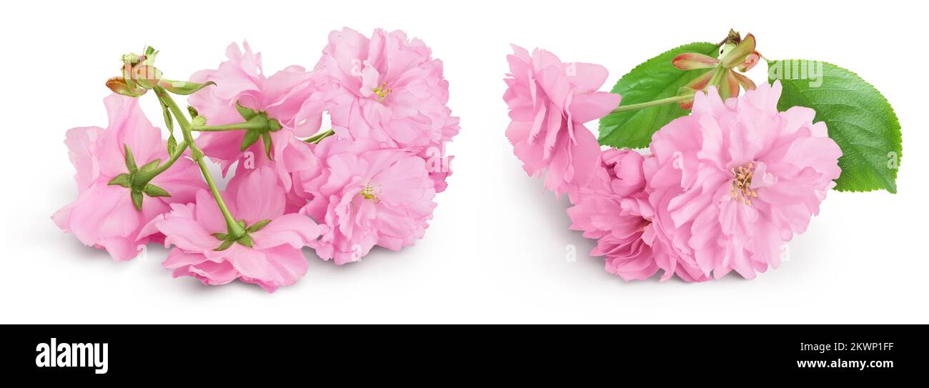 Sakura flower cherry blossom isolated on white background with full ...