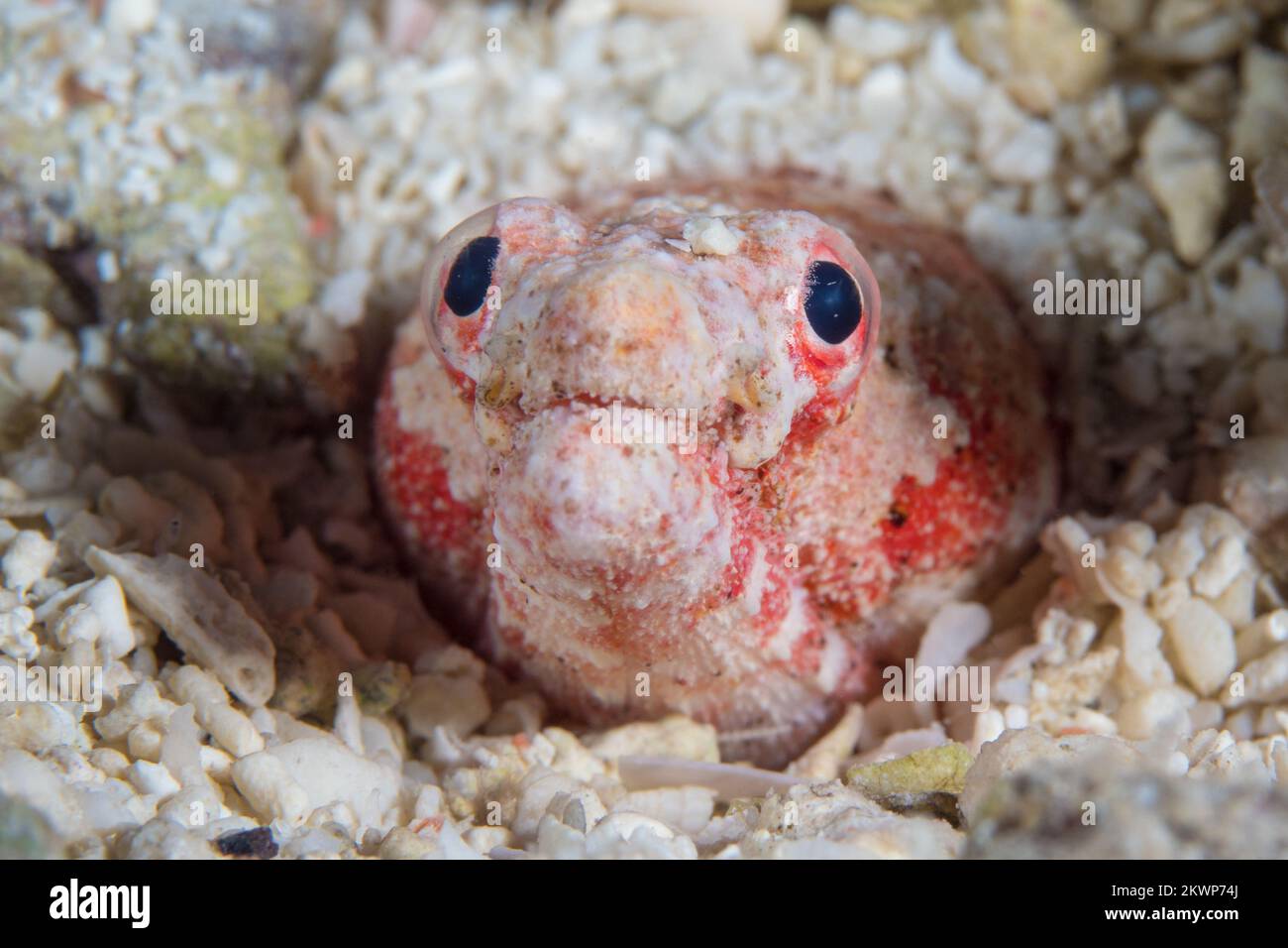 Snake ell sticking its head out from the sand at the base of coral reef Stock Photo
