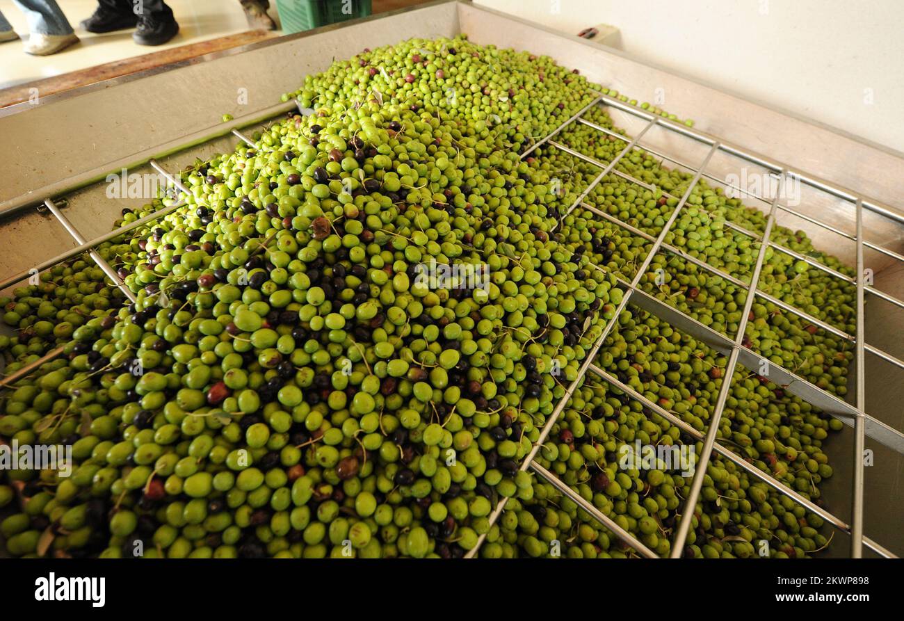 22.10.2013., Croatia, Vodice In Vodica mills started processing of