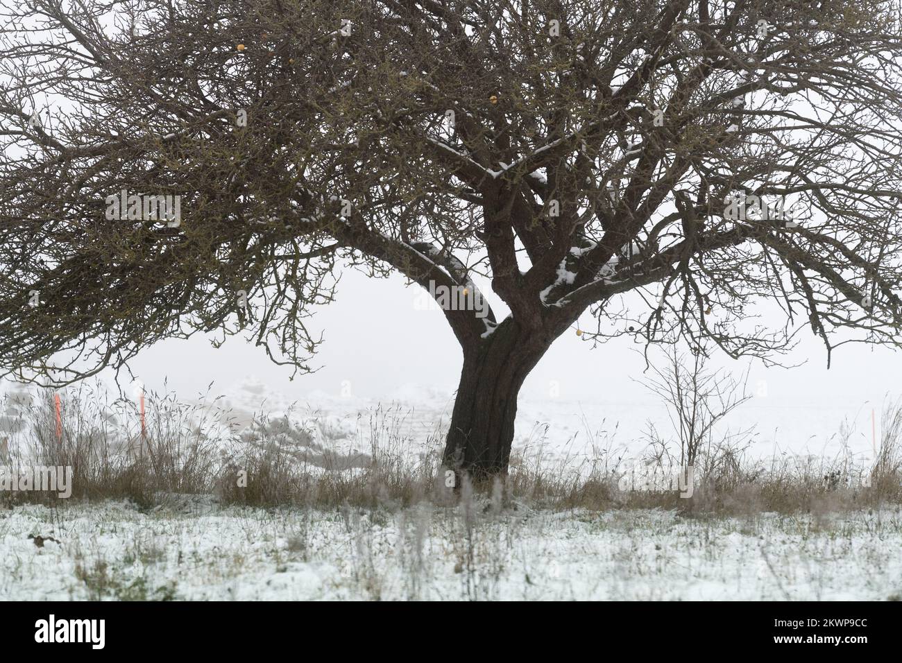 Winter in Pepowo, Poland © Wojciech Strozyk / Alamy Stock Photo Stock Photo