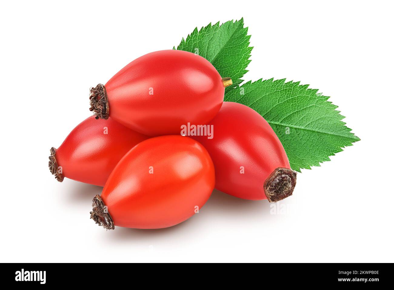 Rose hip isolated on a white background with full depth of field Stock ...