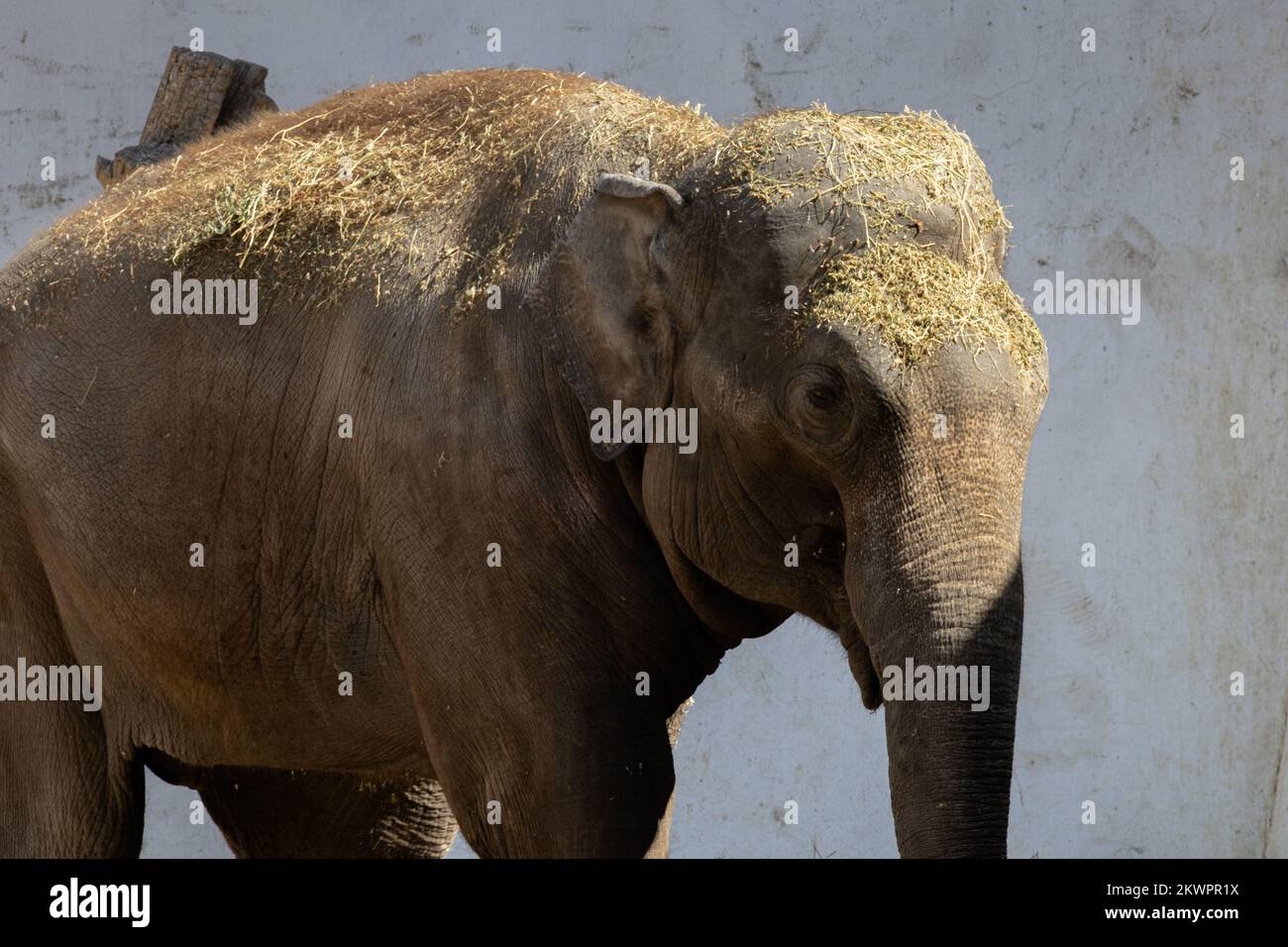 Elephant in the zoo. Portrait on the background of a stone wall Stock Photo