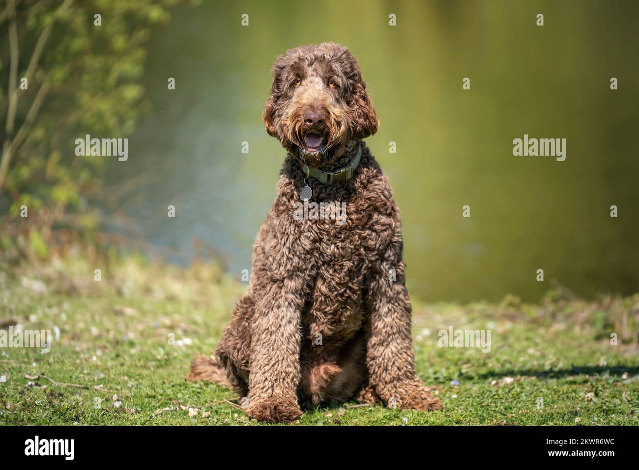 Fluffy labradoodle dog sitting hi-res stock photography and images - Alamy