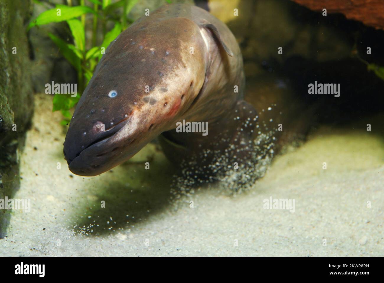 13.02.2014., Zagreb - Electric eel, a new resident of the Zagreb Zoo's. South American electric eel is a fish that can produce an electric shock three times greater than the voltage in socket Photo: Tomislav Miletic/PIXSELL Stock Photo