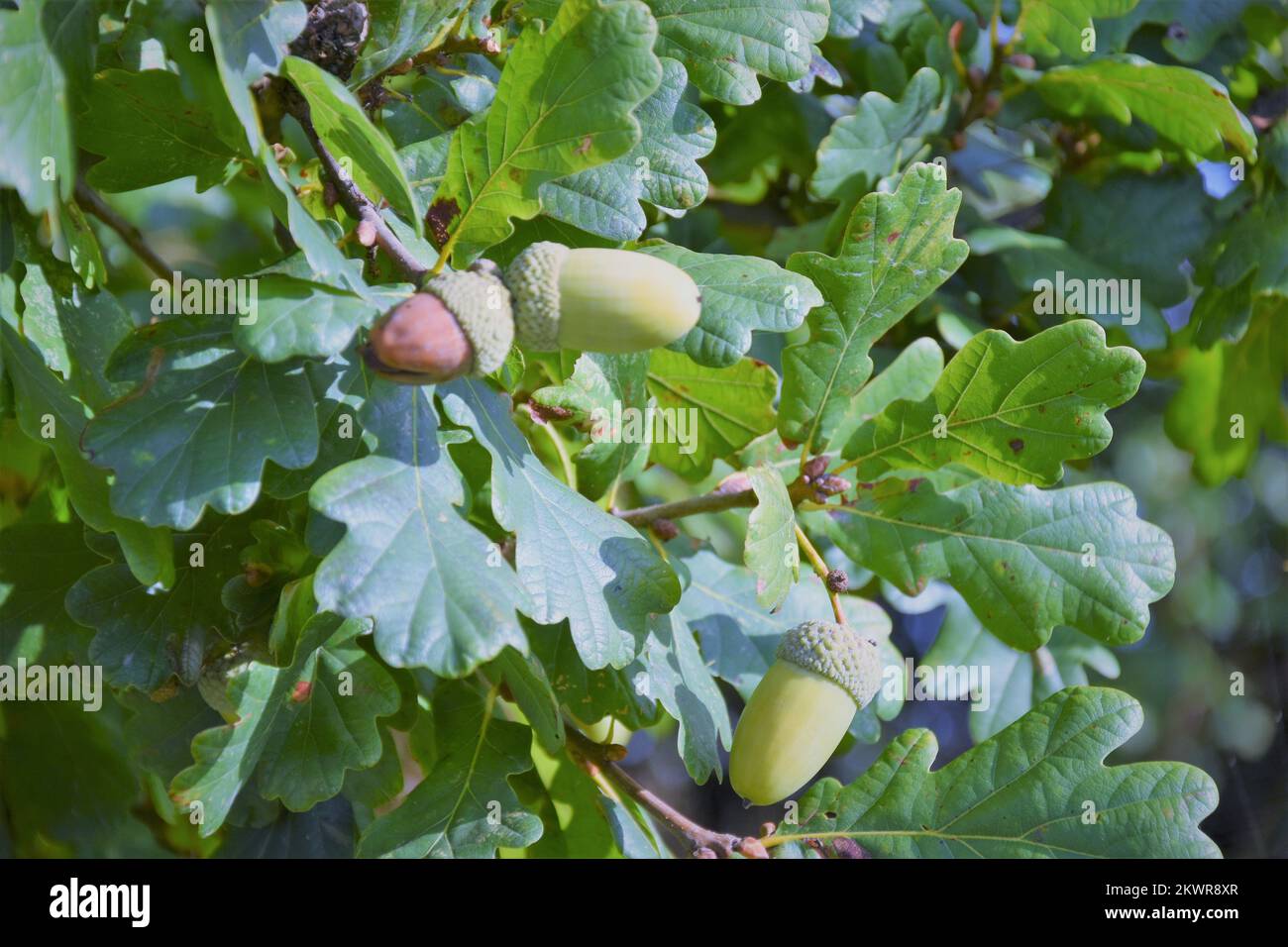 Oak tree leaves and acorns, summer, countryside Stock Photo