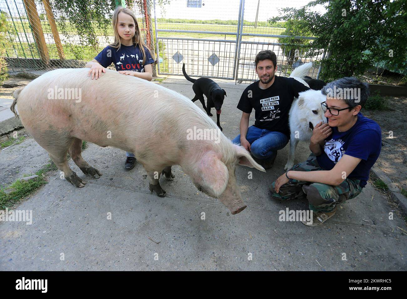 Are Pig Feet Good For Dogs