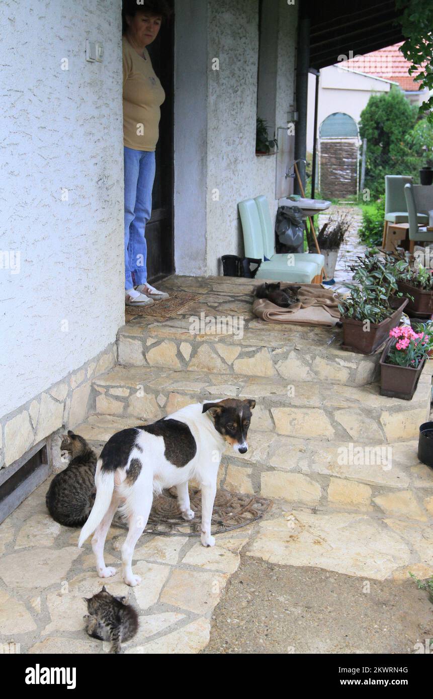 Nala the dog takes care of six kittens after their biological mother