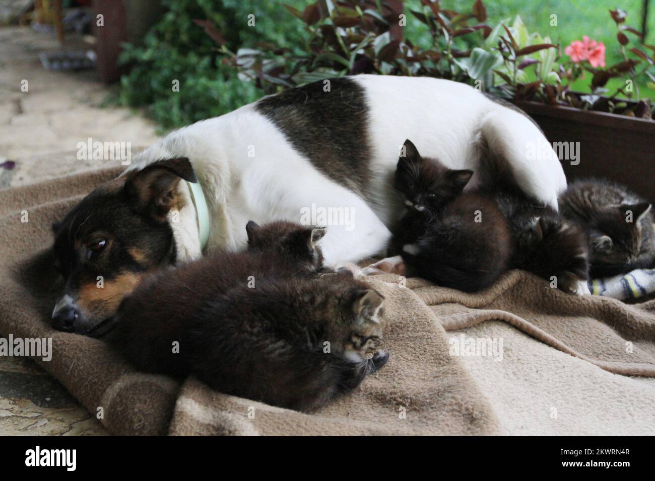Nala the dog takes care of six kittens after their biological mother