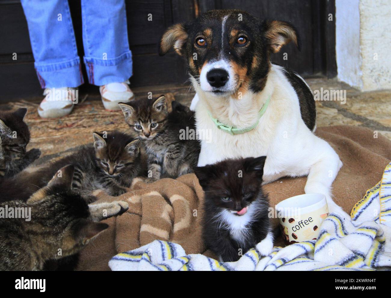 Nala the dog takes care of six kittens after their biological mother