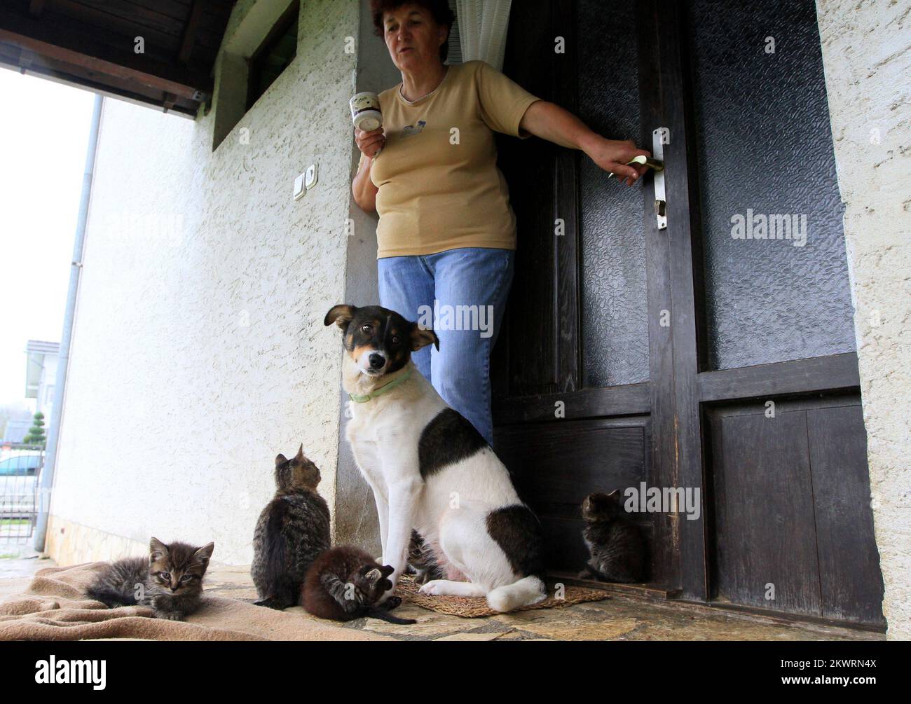 Nala the dog takes care of six kittens after their biological mother